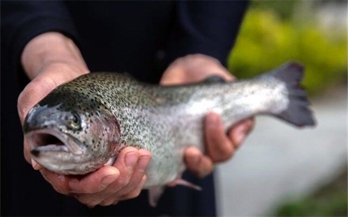 برای ماندگاری ماهی قزل‌آلا در یخچال، اینجا را بخوانید