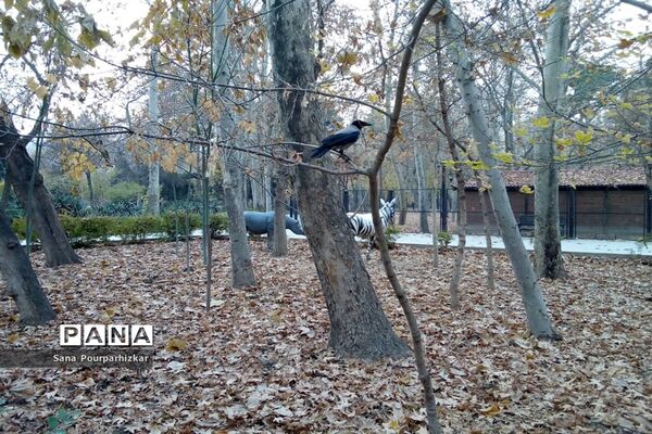 آخرین روزهای پاییز در تهران