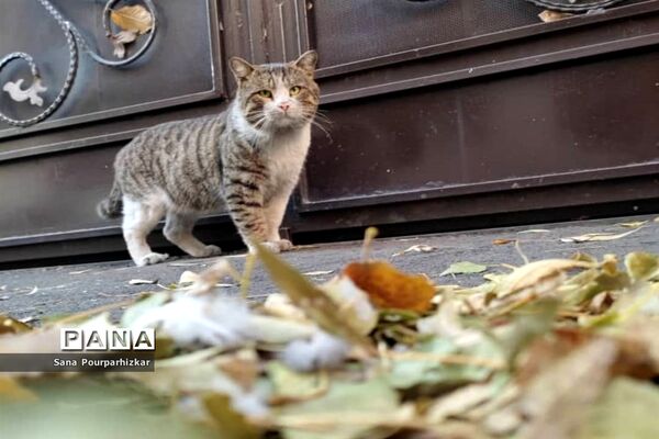 آخرین روزهای پاییز در تهران