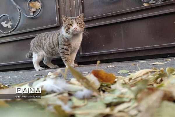 آخرین روزهای پاییز در تهران