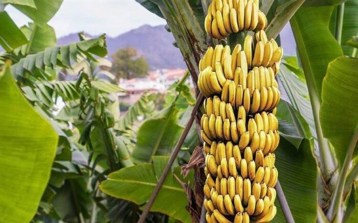 برای چاق شدن این میوه‌ها را مصرف کنید