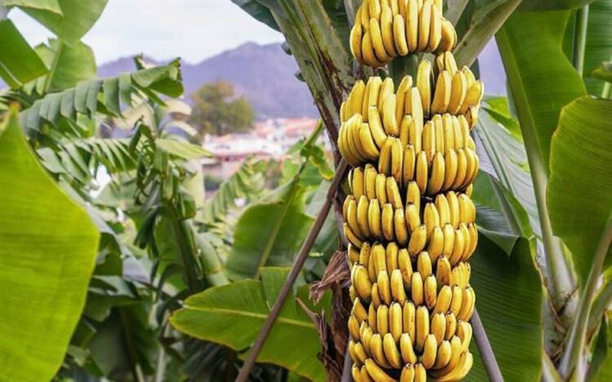 برای چاق شدن این میوه‌ها را مصرف کنید
