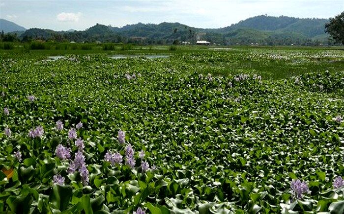 بیش از ۵ هزار هکتار از اراضی تالاب بندر انزلی سنددار شد