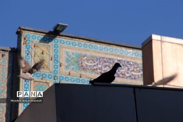 حرم مطهر امام رضا (ع)