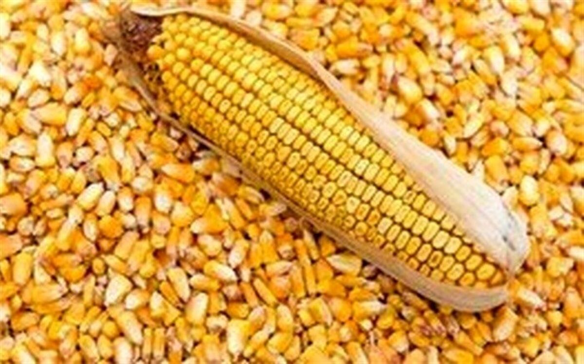 ۱۲۰ هزار تن ذرت‌ آلوده تعیین تکلیف می‌شود