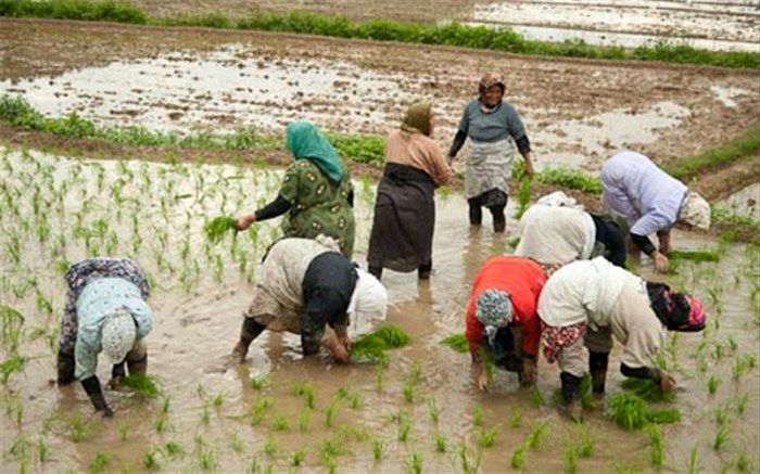 وزارت جهاد کشاورزی مکلف شد طرح الگوی کشت را تا ۶ ماه ابلاغ کند