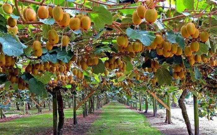 برگشت خوردن محموله ۲۰ تنی کیوی صحت ندارد