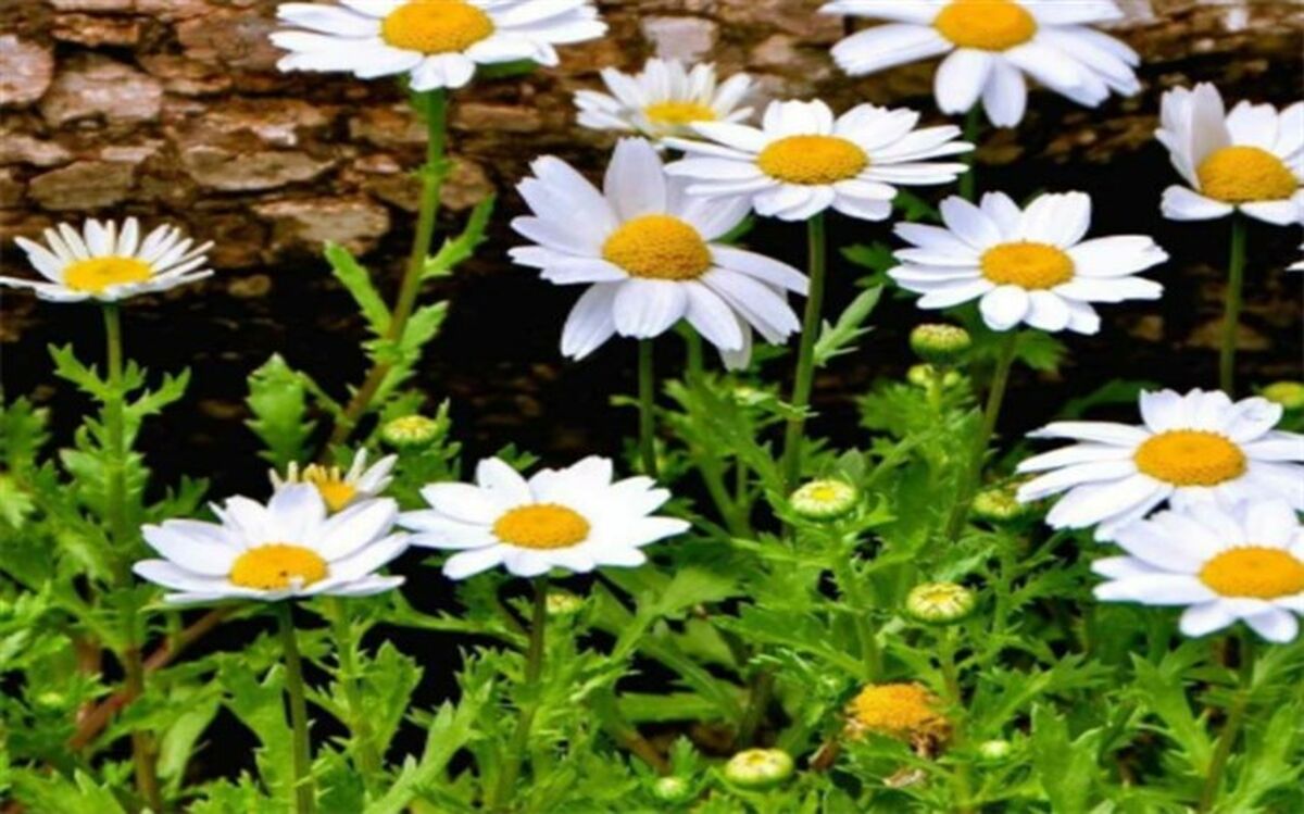 خواص بابونه کوهی