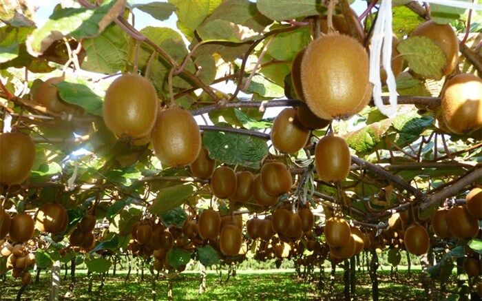 چرا کیوی‌های ایران از هند برگشت خوردند