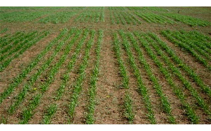 اختصاص ۱۴ هزار هکتار از اراضی پارس‌آباد به کشت گندم