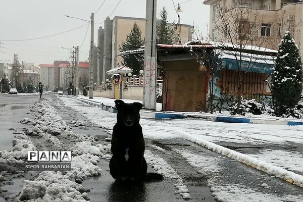 برف، زندگی می‌بارد