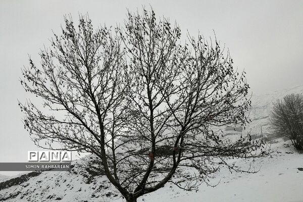 برف، زندگی می‌بارد
