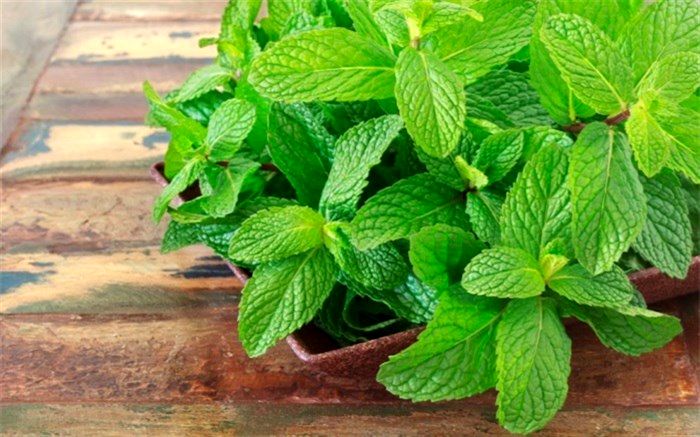 چرا دهانمان بعد از خوردن نعنا خنک می‌شود