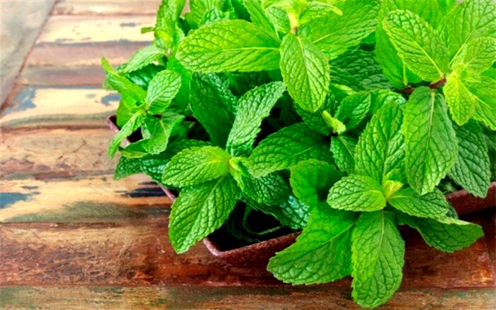 چرا دهانمان بعد از خوردن نعنا خنک می‌شود