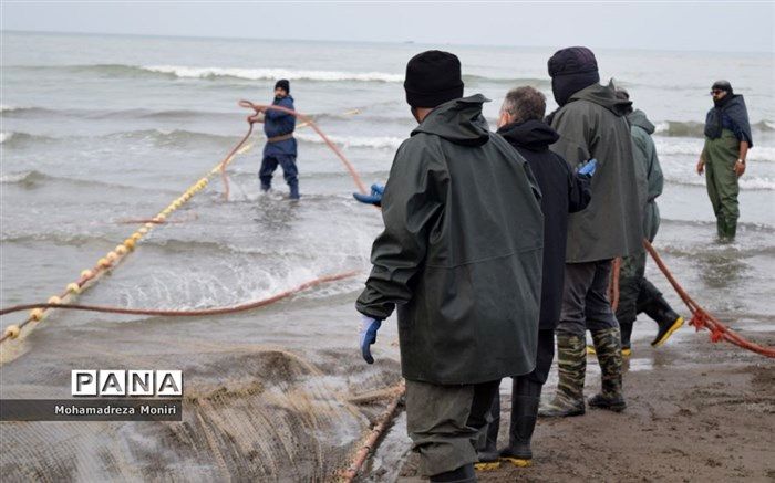 ۱۳ هزار و ۴۱۹ تن ماهی کیلکا از ابتدای امسال صید شد