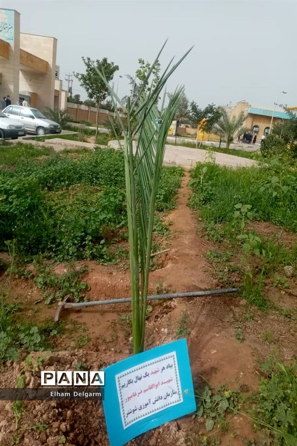 آیین درختکاری در مدارس شوشتر