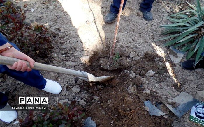 کاشت یک‌ میلیون و 500 هزار درخت مثمر در مناطق کم‌برخوردار