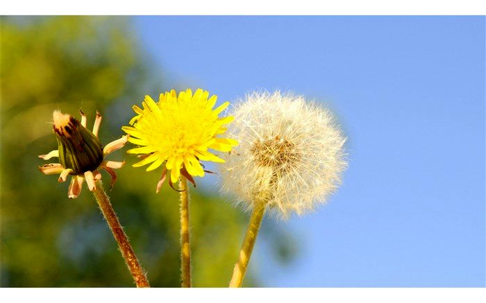 قاصدک فقط یک گل فانتزی نیست