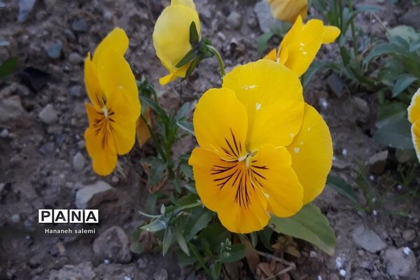 بهار نفسی تازه به طبیعت هدیه کرد