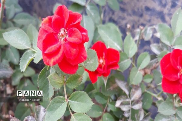 بهار نفسی تازه به طبیعت هدیه کرد