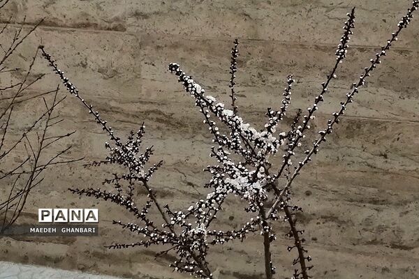 شکوفه‌های بهاری سال نو در شهرستان پردیس