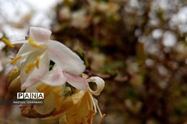 شکوفه‌های بهاری سال نو در شهرستان پردیس
