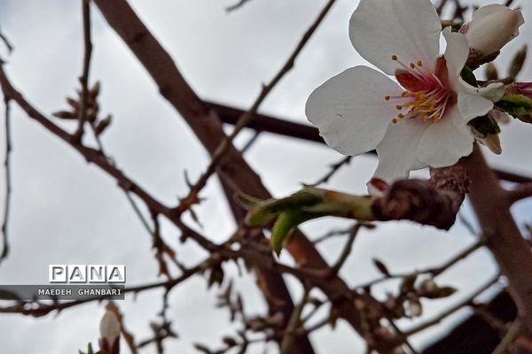 شکوفه‌های بهاری سال نو در شهرستان پردیس