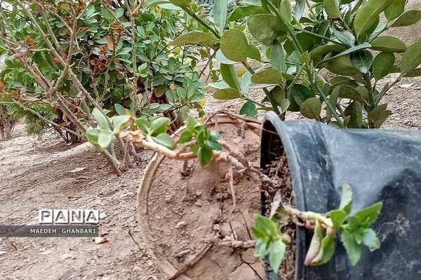 شکوفه‌های بهاری سال نو در شهرستان پردیس