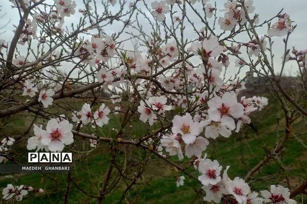 شکوفه‌های بهاری سال نو در شهرستان پردیس