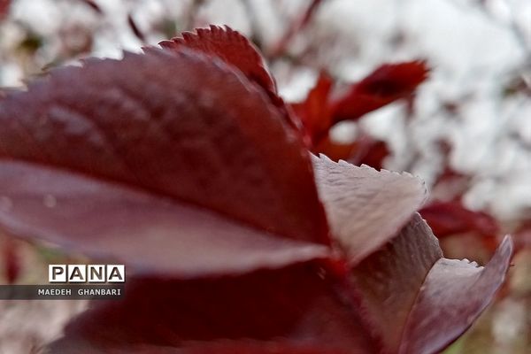 شکوفه‌های بهاری سال نو در شهرستان پردیس