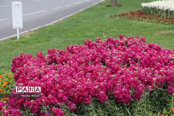 مشهد در آستانه نوروز