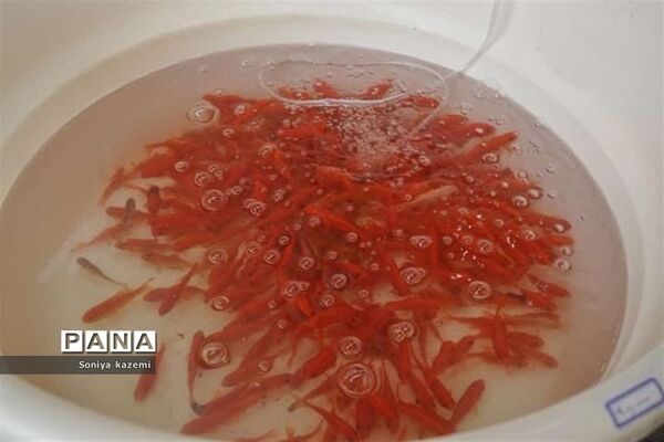 استقبال از بهار و عید نوروز در ساری