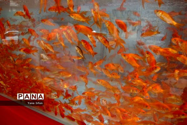 استقبال مردم بوشهر از عید نوروز