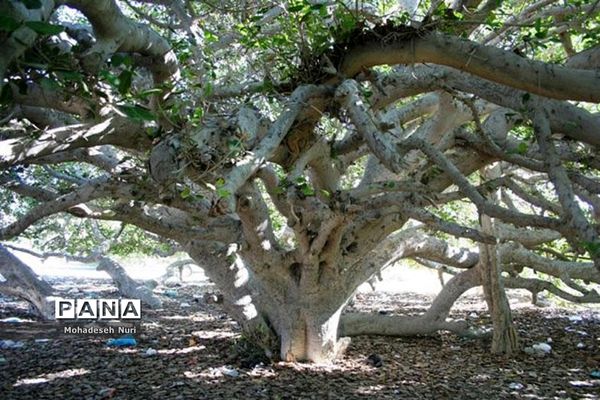 فصل بهار در چابهار