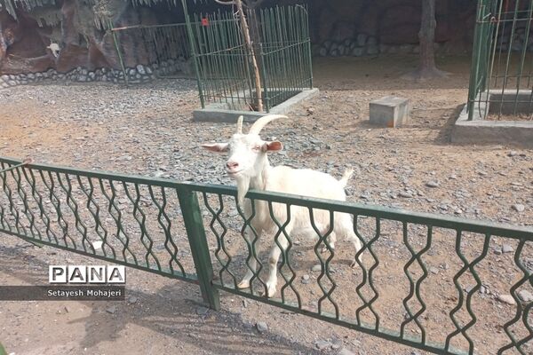 استقبال مسافران نوروزی از باغ وحش وکیل آباد مشهد