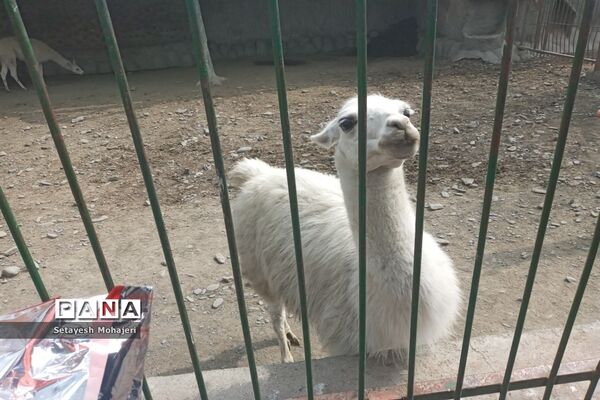استقبال مسافران نوروزی از باغ وحش وکیل آباد مشهد