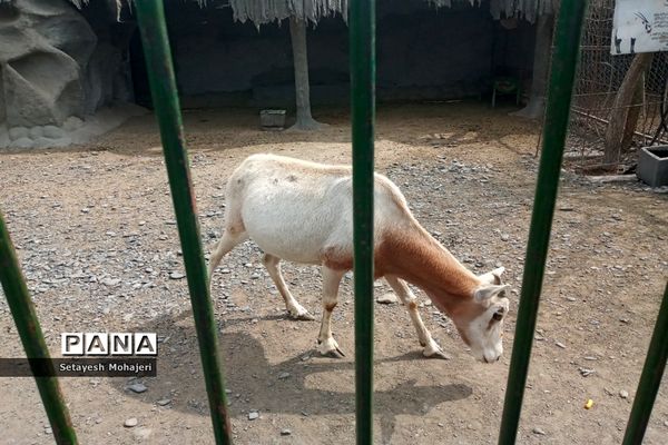 استقبال مسافران نوروزی از باغ وحش وکیل آباد مشهد