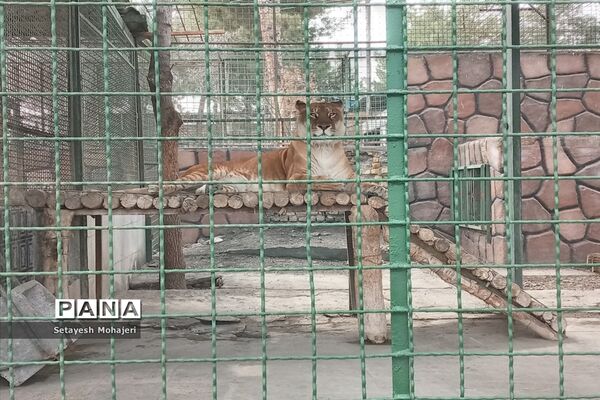 استقبال مسافران نوروزی از باغ وحش وکیل آباد مشهد