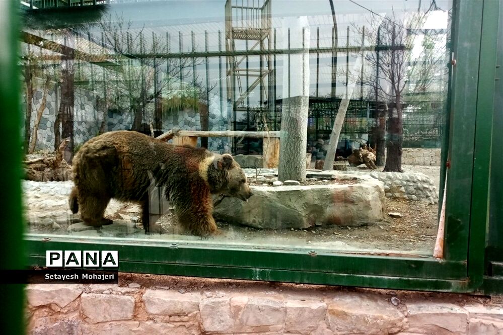 استقبال مسافران نوروزی از باغ وحش وکیل آباد مشهد