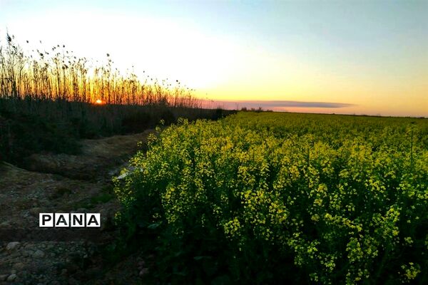 جاذبه‌های گردشگری حمیدیه