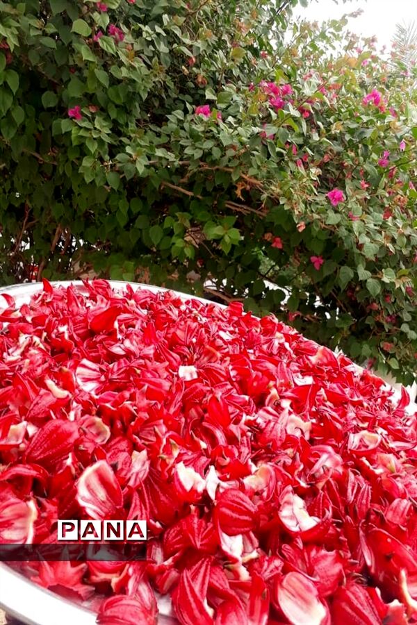 جاذبه‌های گردشگری حمیدیه