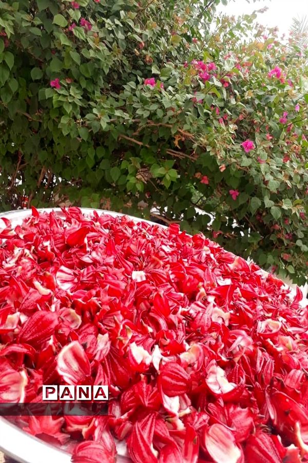 جاذبه‌های گردشگری حمیدیه