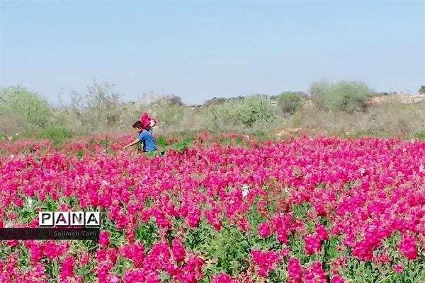 جاذبه‌های گردشگری حمیدیه