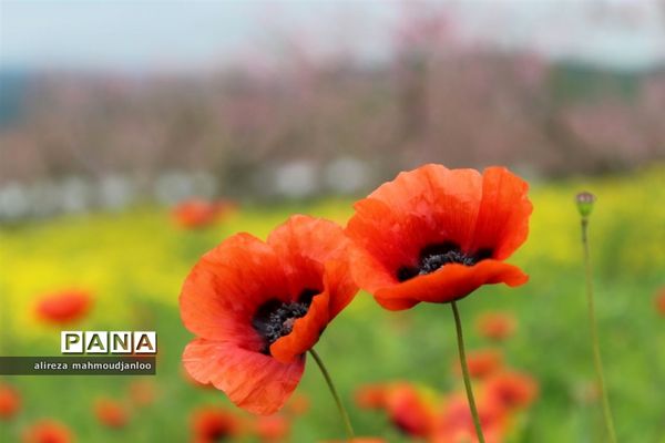 بهار طبیعت در گلوگاه