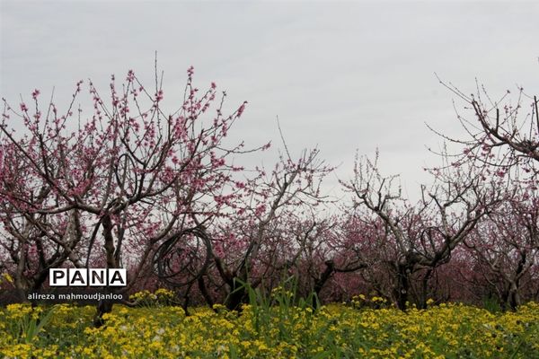 بهار طبیعت در گلوگاه