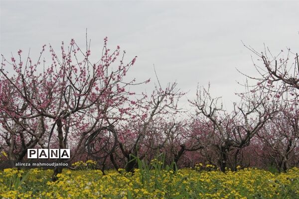 بهار طبیعت در گلوگاه