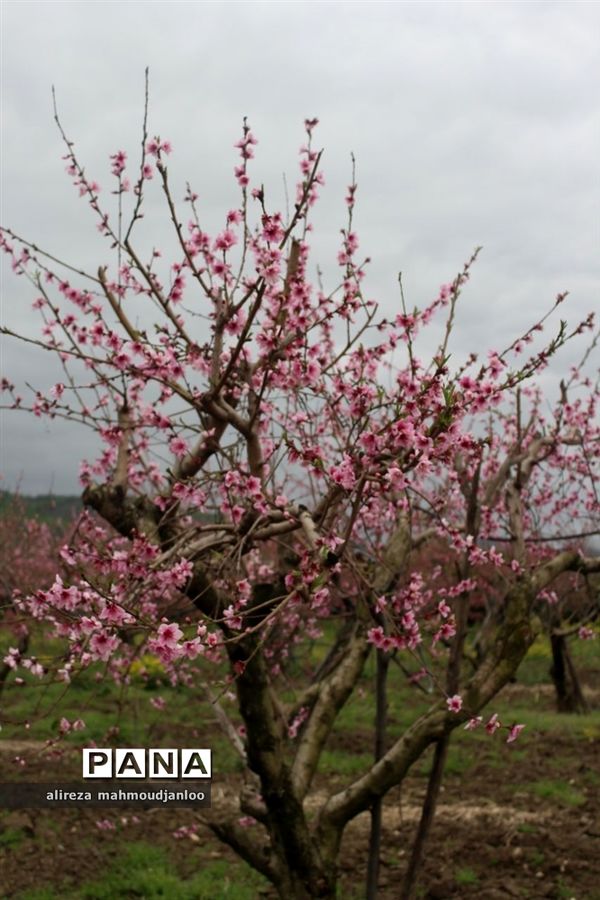 بهار طبیعت در گلوگاه