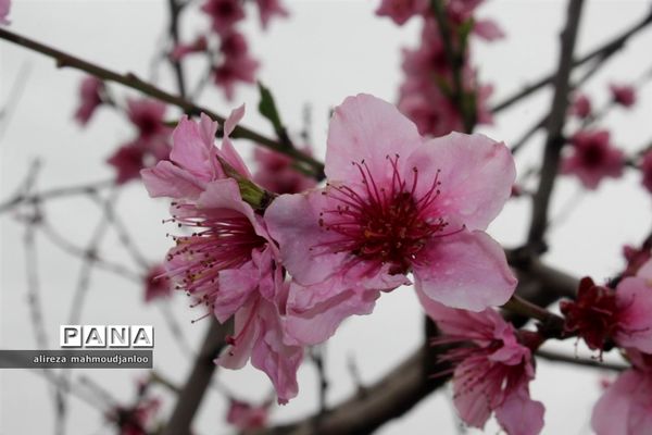 بهار طبیعت در گلوگاه