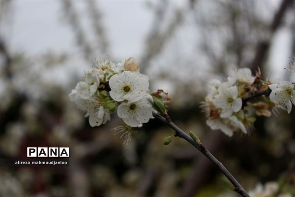 بهار طبیعت در گلوگاه