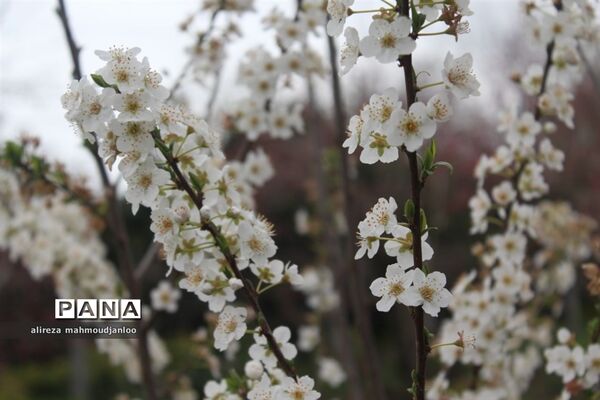 بهار طبیعت در گلوگاه